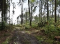 Hejtmanství vydalo zákaz vstupu do některých částí lesů v kraji