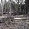 les postižený silným větrem u Chroustníkova Hradiště v Královéhradeckém kraji    zdroj foto: Lesy ČR