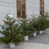 adventní projekt - vánoční stromky dětem   zdroj foto: E. Jouklová                     