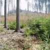 V lesích přibývá listnáčů, snáší lépe sucho - lesy u Šternberku     zdroj foto: E. Jouklová