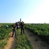 První celostátní kontrolní akce celníků u zemědělců a ovocnářů    zdroj foto: GŘC