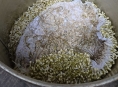 Potravinářská inspekce uzavřela nelegální „domácí“ výrobnu mungo klíčků