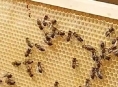 Muž ze Žulovska prodal včelstva, která již nevlastnil