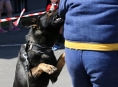 Před policejním psem Korou se zloděj neschoval