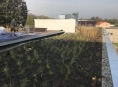 Na mohelnické ZŠ Mlýnská slavnostně otevřeli zelenou střechu