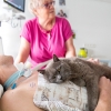 Na Oddělení NIP/DIOP se využivá canisterapie a felinoterapie (pozitivní působení na nemocné prostřednictvím psů a koček)    zdroj foto: FNOL