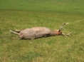 Vzácného jelena na Velkolosinsku museli utratit