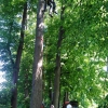 Evakuace paraglidisty ze stromu na Šumpersku    zdroj foto: HS Jeseníky