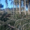 Silný vítr na Jesenicku lámal stromy    zdroj foto: asol