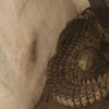 Při požáru v Klopině hasiči objevili krokodýla nilského      zdroj foto: HZS OLK