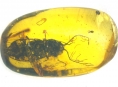 Entomologové z katedry zoologie připravili jedinečný přehled fosilií kovaříků