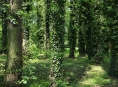 Město Šumperk vydá na údržbu stromů milion a čtvrt