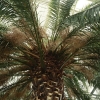 Palmový skleník - výstava     zdroj foto: archiv sumpersko.net - M. Jeřábek