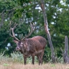 foto jelena ze srpna 2021    zdroj: LČR