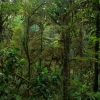 Původní mlžný les v Bismarckově pohoří na Papui Nové Guineji zdroj foto: upol - Michal Motyka