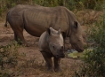 Při námluvách nosorožců hraje důležitou roli hlasový projev samců