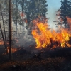 Dolany - požár lesa                        zdroj foto: HZS OLK
