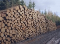 Lesy ČR uzavírají přímé kontrakty na dodávky dříví