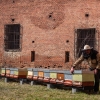 Z fortu Tafelberg v areálu FN Olomouc létá pro nektar šestnáct včelstev   zdroj foto: FNOL