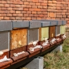 Z fortu Tafelberg v areálu FN Olomouc létá pro nektar šestnáct včelstev   zdroj foto: FNOL