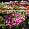 Desítky tisíc květin a bohatý program   zdroj foto: archiv VFO