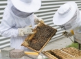 Hejtmanství podpoří téměř osm desítek včelařů