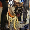 Kynologové trénovali se psy na cvičné věži na šumperské stanici   zdroj foto: HZS OLK