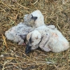 Záchrana čapích mláďat v Rapotíně    zdroj foto: HZS OLK