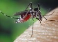 V boji s přemnoženými komáry pomohou v Litovelském Pomoraví drony