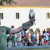 Dravci a sovy budou létat přímo v centru Zábřeha   zdroj foto:muz