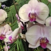 Stovky orchidejí zaplnily sbírkové skleníky   zdroj foto: VFO - M. Poláček