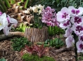 Stovky orchidejí zaplnily sbírkové skleníky