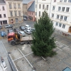 u radnice stojí vánoční strom                   zdroj foto: mus
