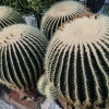 Jedny z největších kaktusů v Evropě jsou k vidění na Výstavišti Flora   zdroj foto: VFO