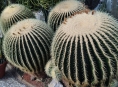 Jedny z největších kaktusů v Evropě jsou k vidění na Výstavišti Flora