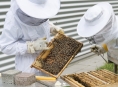 Půl milionu pro včelaře v kraji