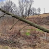 spadený strom                         zdroj foto: PČR