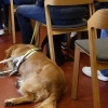 Týden vodicích psů v šumperské knihovně   zdroj foto: MK TGM