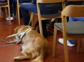 Týden vodicích psů v šumperské knihovně