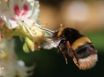 Zemědělci najdou rozmístění včelích úlů i na internetu 