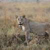 Tanzanie nabídne nejúžasnější safari   zdroj foto: z.k. - T. Kubeš