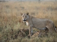 Tanzanie nabídne nejúžasnější safari