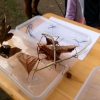 Sluňákov zve na výpravu do hmyzí říše    zdroj foto: Sluňákov