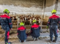 FOTO. Hasiči na Šumpersku odchytli třicet krav