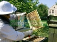 Letošní zimu v Česku přežilo víc včelstev než v předešlých letech