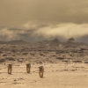 Lions of the Skeleton Coast                zdroj foto: upol