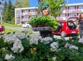 Muškáty z Flory našly nový domov na balkonech nemocnice