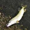 V rybníku Hamrys uhynuly ryby    zdroj foto: HZS Ok