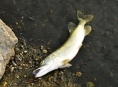 V rybníku Hamrys uhynuly ryby