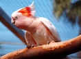 Mezinárodní přehlídka exotického ptactva